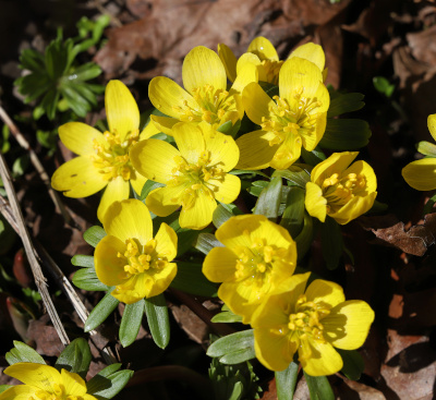 Winter aconites